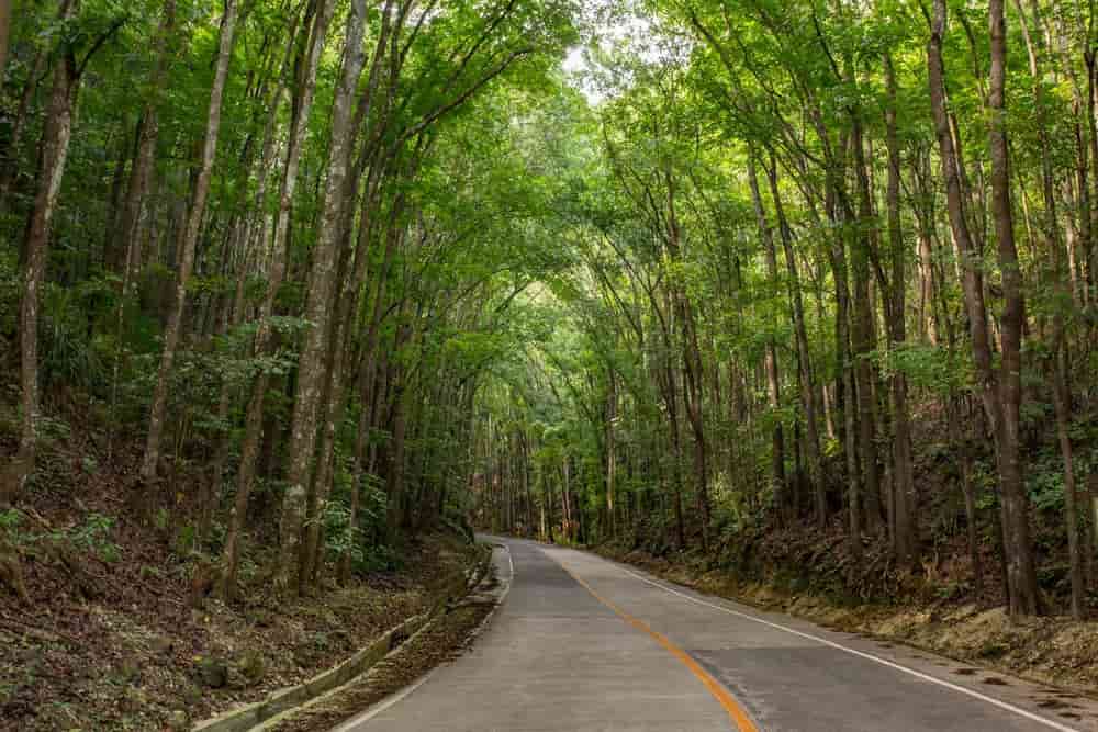 Image of Man-made forest