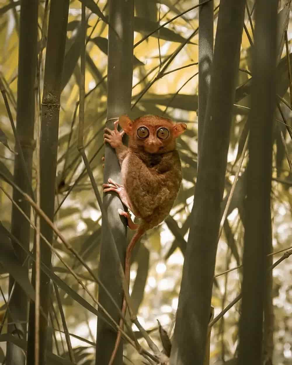 Image of Tarsier